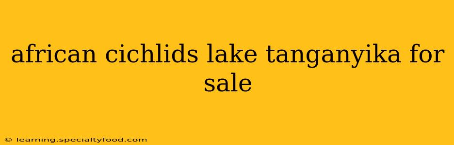 african cichlids lake tanganyika for sale