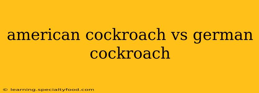 american cockroach vs german cockroach
