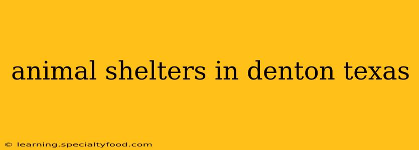 animal shelters in denton texas