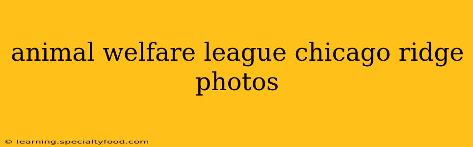 animal welfare league chicago ridge photos