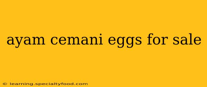 ayam cemani eggs for sale