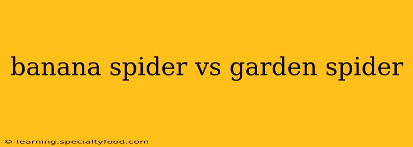 banana spider vs garden spider