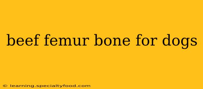 beef femur bone for dogs