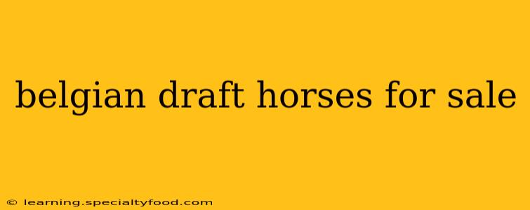 belgian draft horses for sale