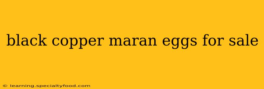 black copper maran eggs for sale