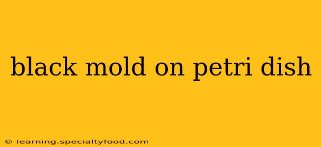 black mold on petri dish