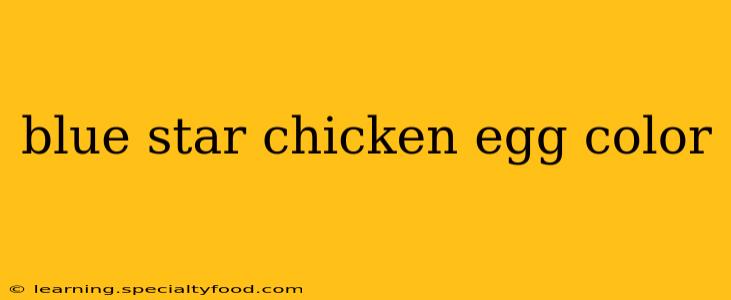 blue star chicken egg color