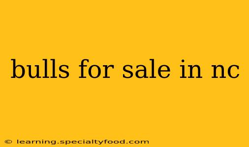 bulls for sale in nc