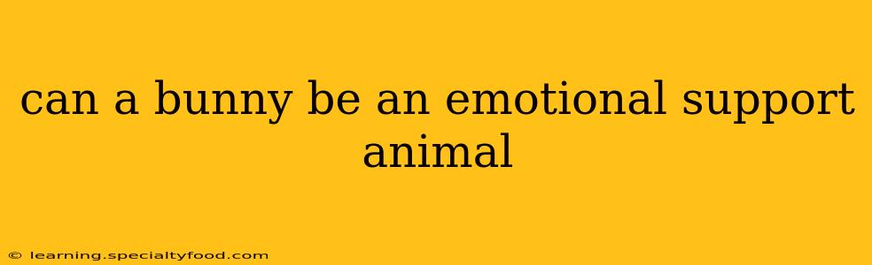 can a bunny be an emotional support animal