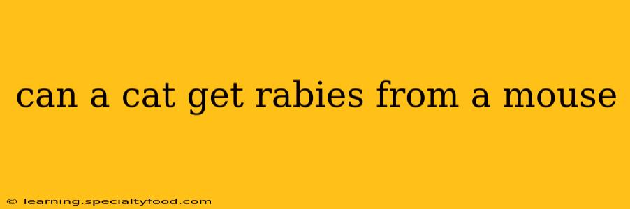 can a cat get rabies from a mouse