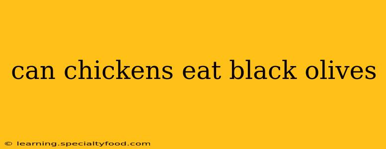 can chickens eat black olives