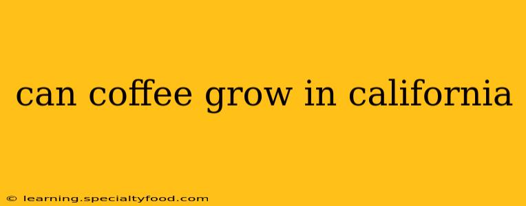 can coffee grow in california