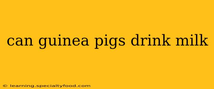 can guinea pigs drink milk