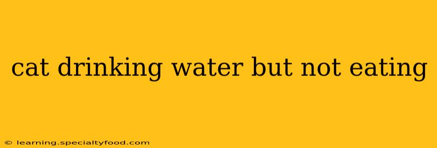 cat drinking water but not eating