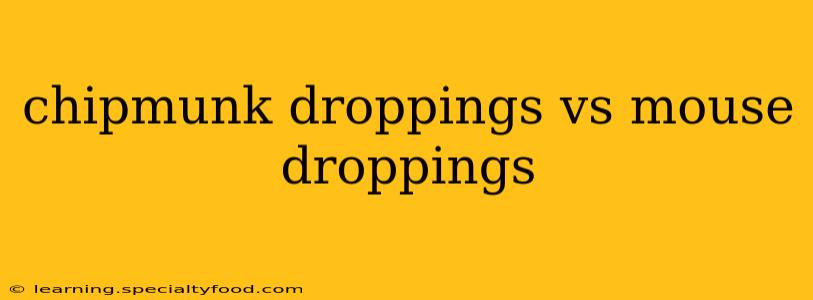 chipmunk droppings vs mouse droppings