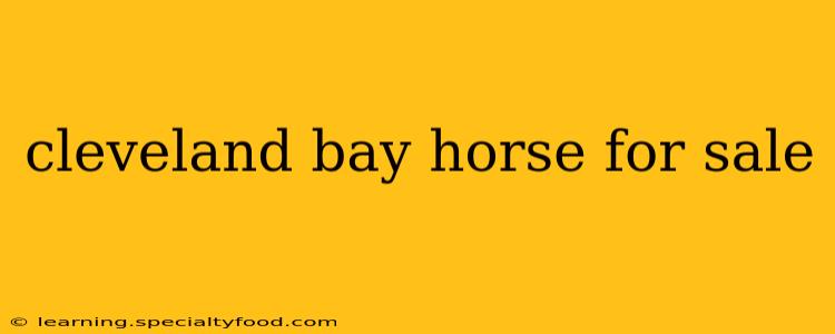 cleveland bay horse for sale