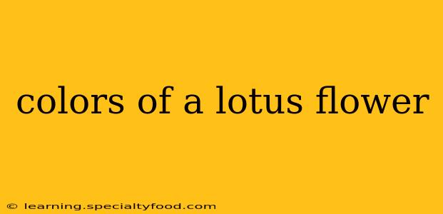 colors of a lotus flower