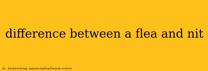 difference between a flea and nit