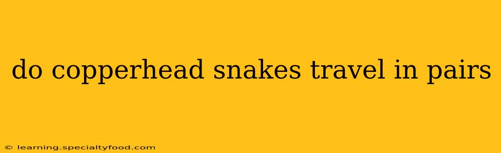 do copperhead snakes travel in pairs