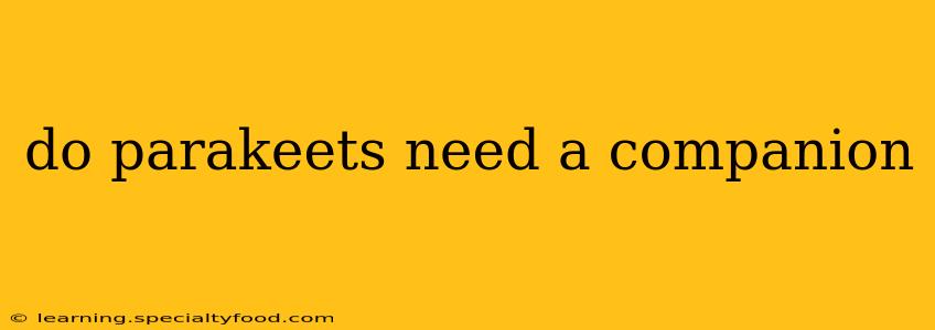 do parakeets need a companion