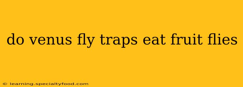 do venus fly traps eat fruit flies