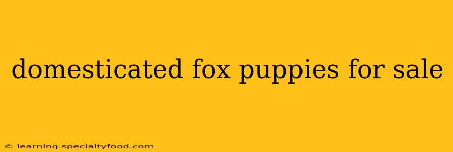 domesticated fox puppies for sale