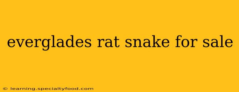 everglades rat snake for sale