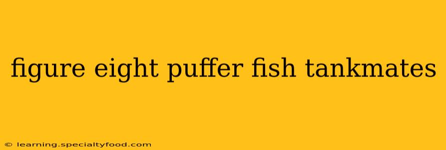 figure eight puffer fish tankmates
