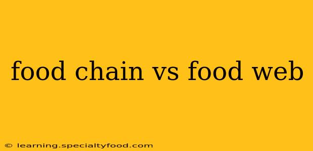 food chain vs food web