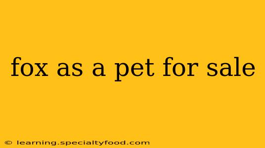 fox as a pet for sale