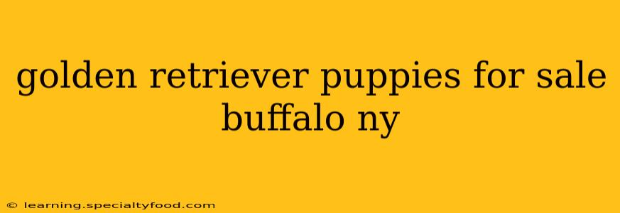 golden retriever puppies for sale buffalo ny