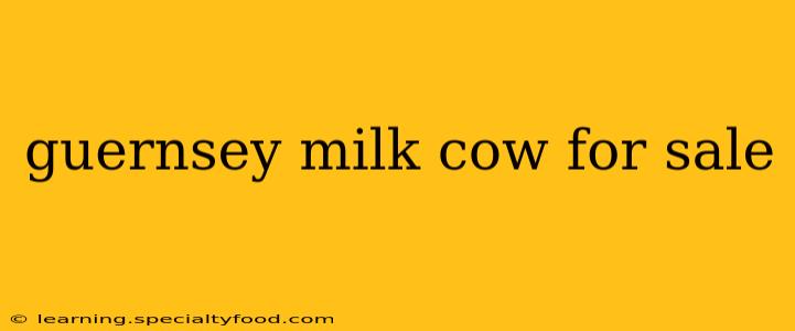 guernsey milk cow for sale