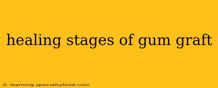 healing stages of gum graft