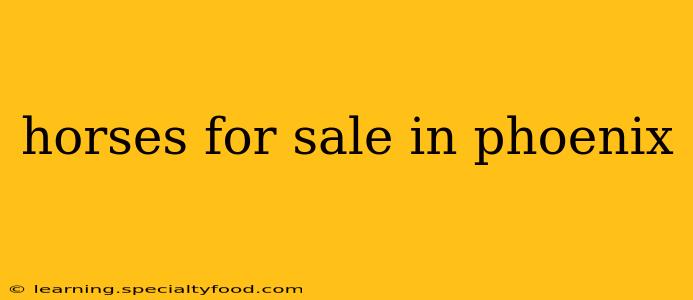 horses for sale in phoenix