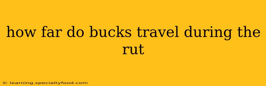 how far do bucks travel during the rut