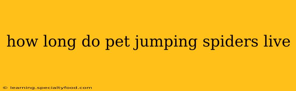 how long do pet jumping spiders live