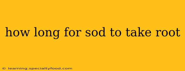 how long for sod to take root