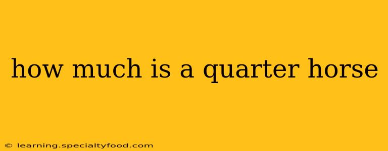how much is a quarter horse