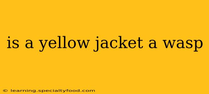 is a yellow jacket a wasp