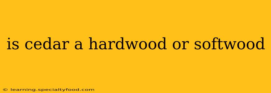 is cedar a hardwood or softwood