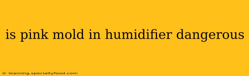 is pink mold in humidifier dangerous