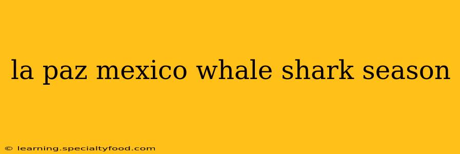 la paz mexico whale shark season