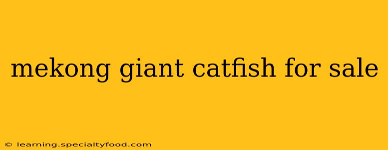 mekong giant catfish for sale