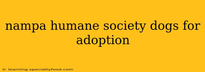 nampa humane society dogs for adoption