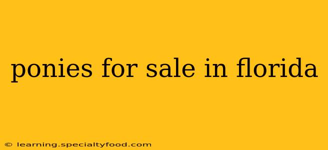 ponies for sale in florida