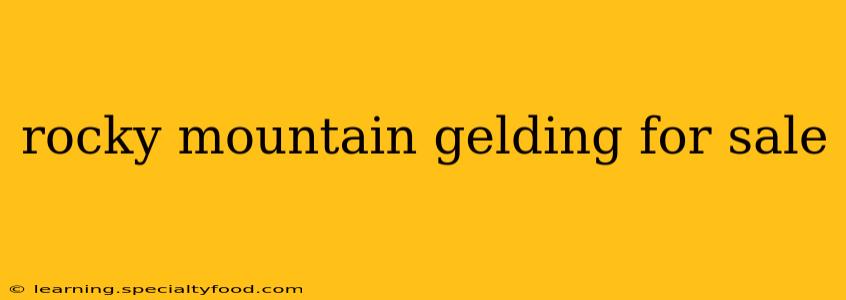 rocky mountain gelding for sale