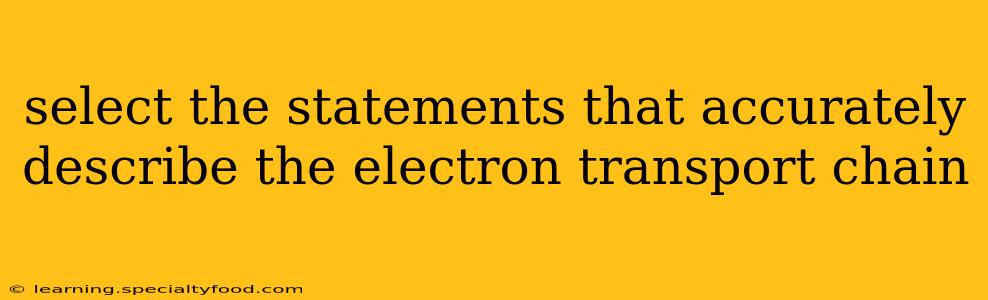 select the statements that accurately describe the electron transport chain
