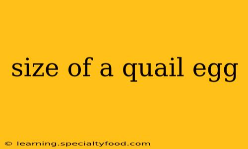 size of a quail egg