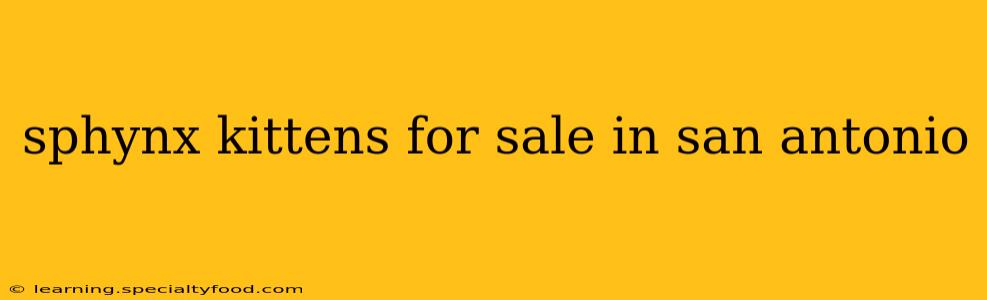 sphynx kittens for sale in san antonio