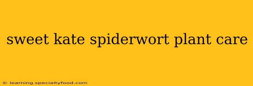 sweet kate spiderwort plant care